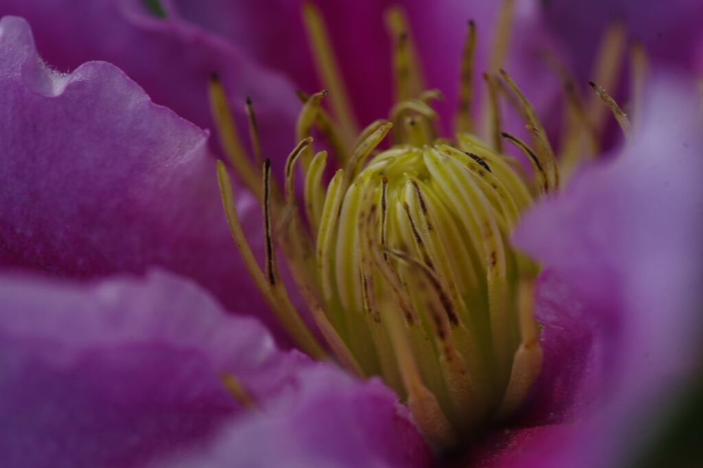 クレマチス　Ⅱ