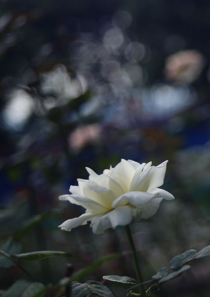 蝉鳴く　薔薇