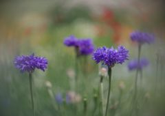 立夏　ヤグルマギク　Ⅱ