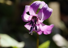 春を探して　カタクリ