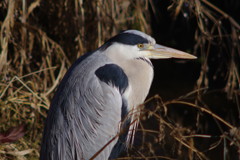 野鳥を追って　アオサギ