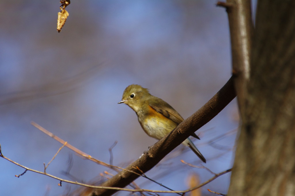 野鳥を探して　ルリビタキ　♀　Ⅲ