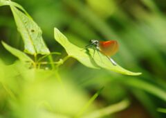 はつ夏　イトトンボ