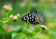 虫達を追って　ゴマダラチョウ