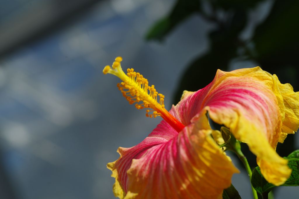 初春　ハイビスカス
