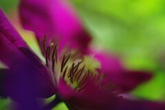 シャクヤク　Ⅱ