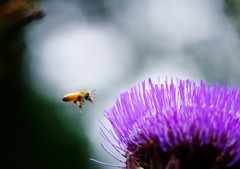 初夏を探して　朝鮮アザミ