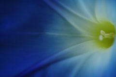 行秋　アサガオの蕊