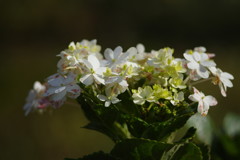 千秋楽　アジサイ　Ⅱ