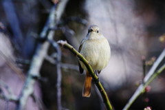 野鳥を探して　ジョウビタキ？