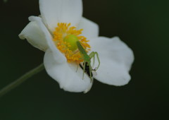 弱肉強食　ワカバグモ？