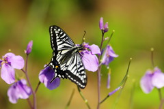 花と虫達　アゲハチョウ