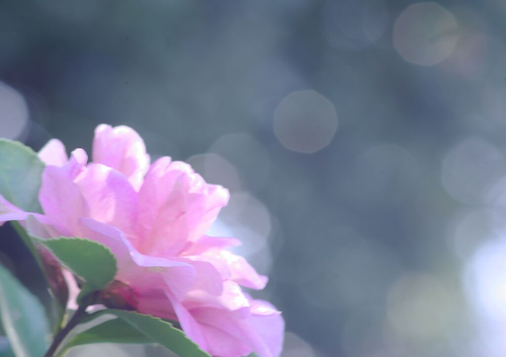 万物寒　サザンカ