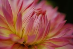 路傍　ダリア　Ⅱ