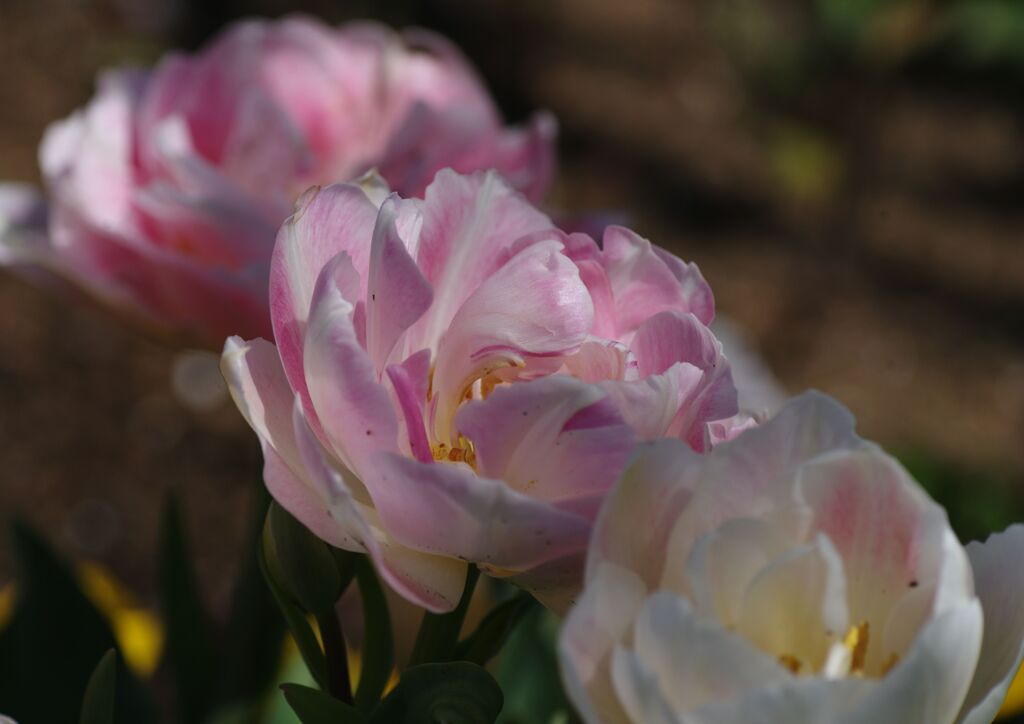 これもチュウリップ