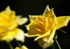 秋を探して　バラ