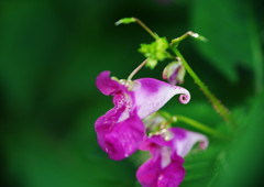 初秋　ツリガネソウ