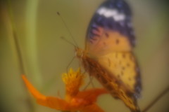 花と虫達　ツマグロヒョウモン