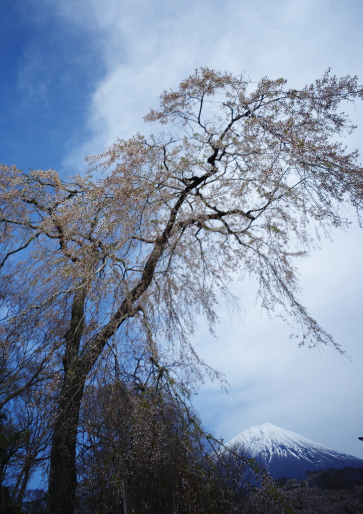 春色　桜　Ⅱ