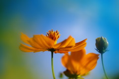 初秋　キバナコスモス　Ⅱ