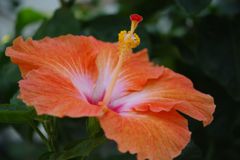 春光　ハイビスカス　Ⅱ