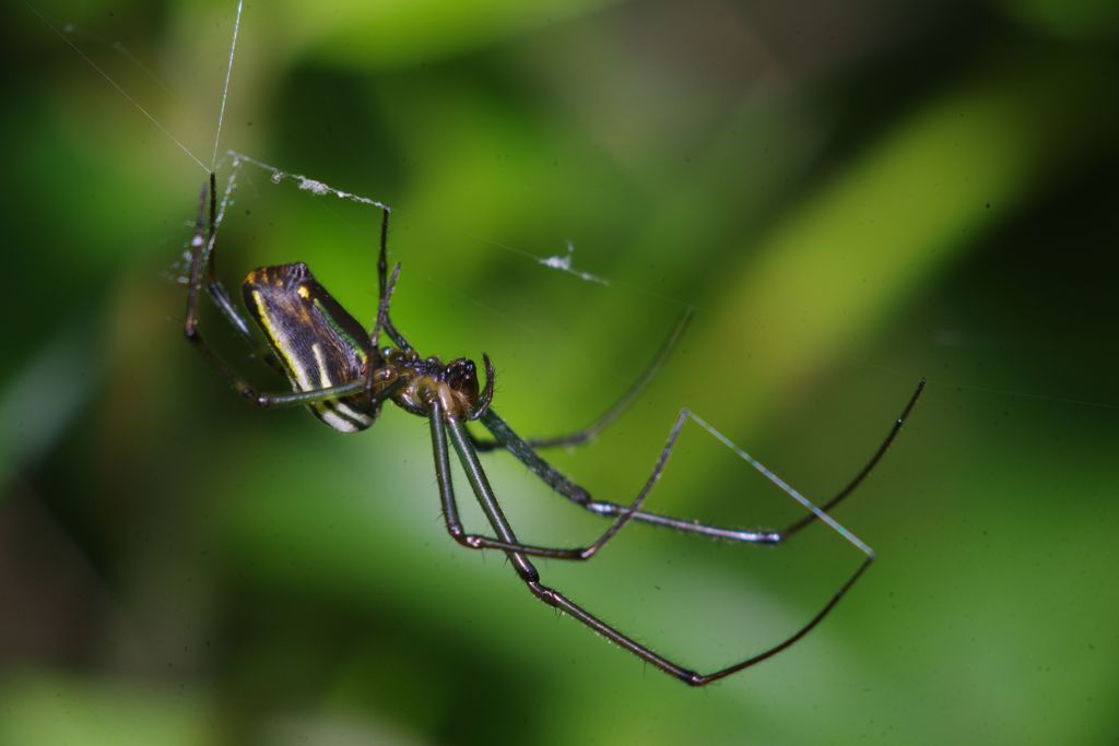 仲夏　蜘蛛　Ⅱ