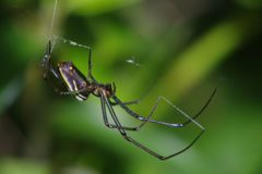 仲夏　蜘蛛　Ⅱ