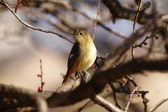 野鳥を探して　ジョウビタキ♀