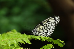 虫達を追って　ゴマダラチョウ