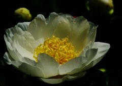 万緑　シャクヤク　？