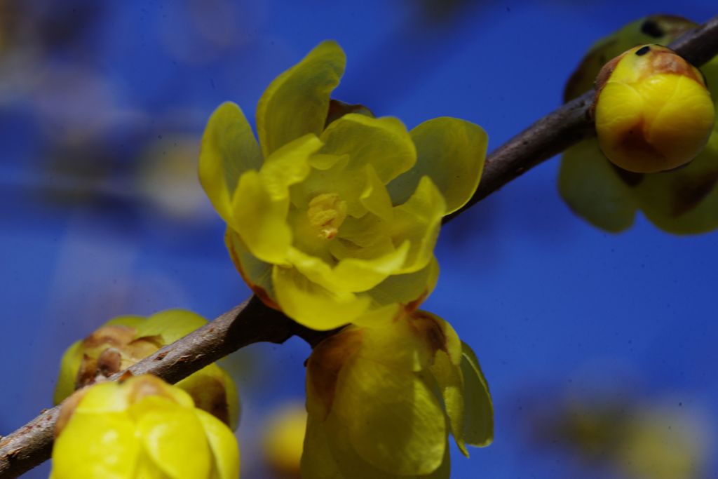 初春　蝋梅