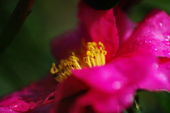 寒冷　サザンカ