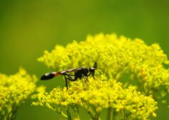 蝉鳴く　オミナエシ