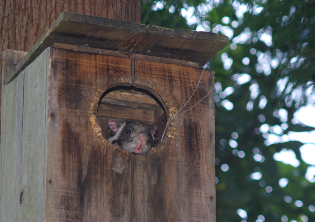 仲夏　ムササビ