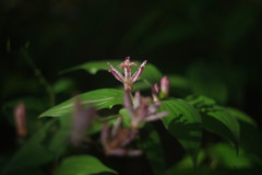 OLD LENS  ホトトギス