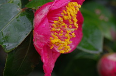 春を探して　紅椿