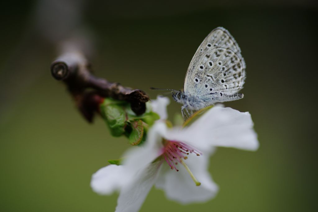 行秋　十月桜