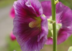 路傍　タチアオイ