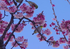 旅写真　熱海桜