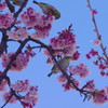 旅写真　熱海桜