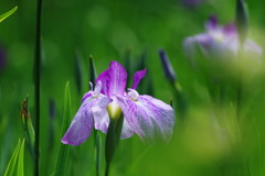 向暑　カキツバタ　？　Ⅱ