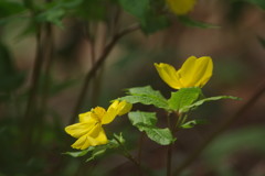 春を探して　ヤマブキソウ