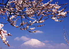 旅写真　梅に富士山　Ⅴ