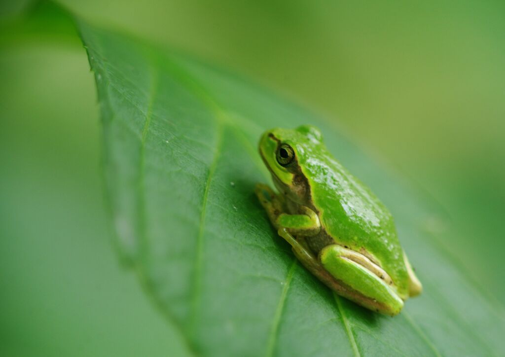 秋思　アマガエル