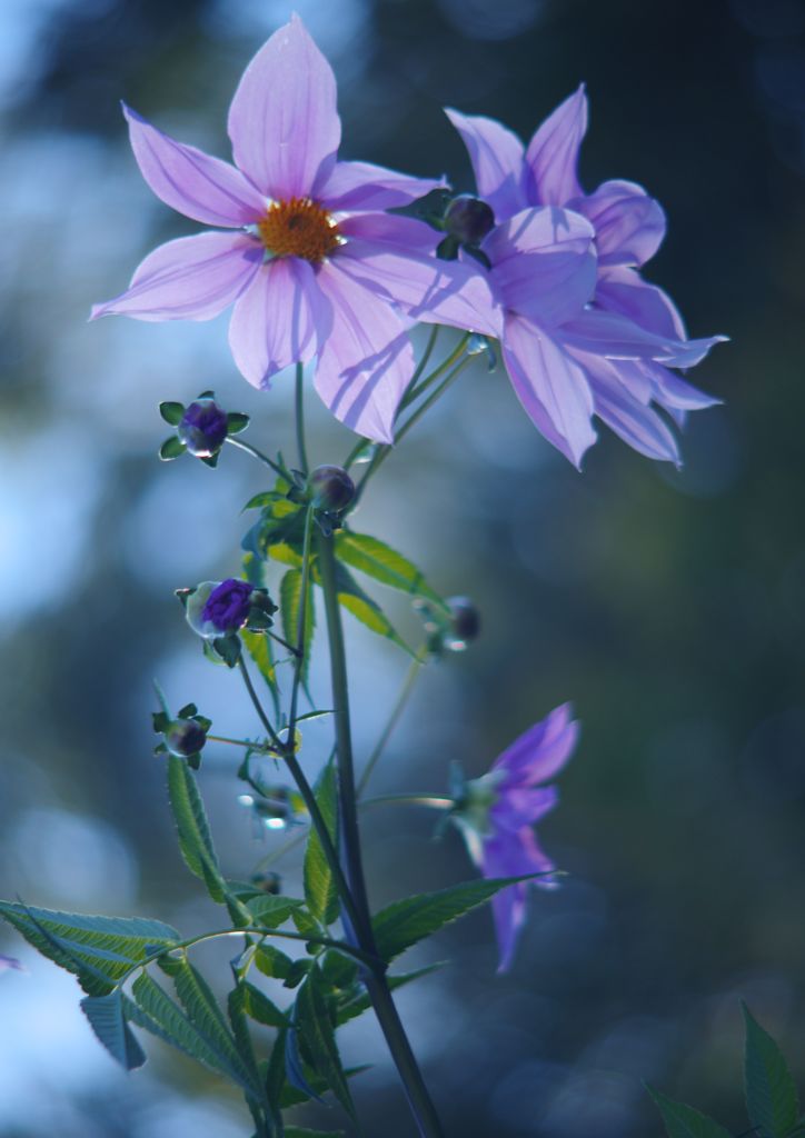 寒露　コウテイダリア
