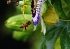 初夏を探して　トケイソウ　Ⅱ