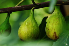 秋を探して　イチジク