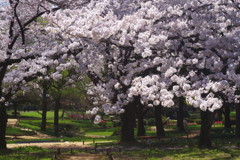 春暖　サクラ　Ⅱ