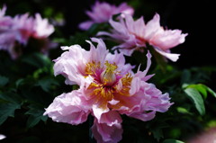 春爛漫　牡丹　Ⅲ