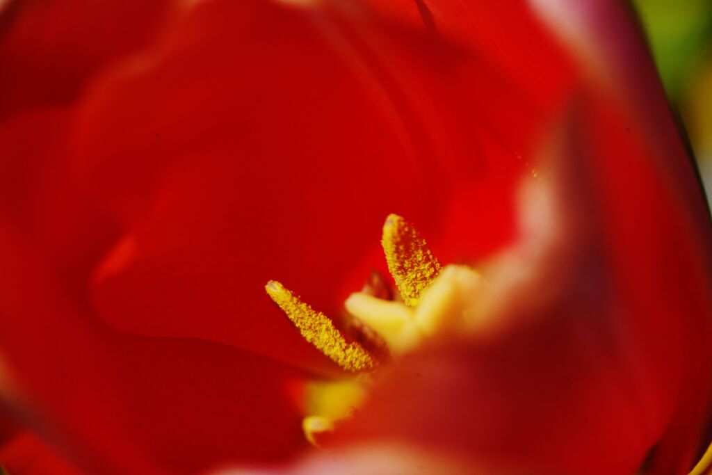 晩春　チューリップ